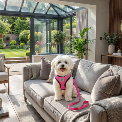 bichon maltais portant un harnais chien rose assis sur canapé avec vue sur jardin