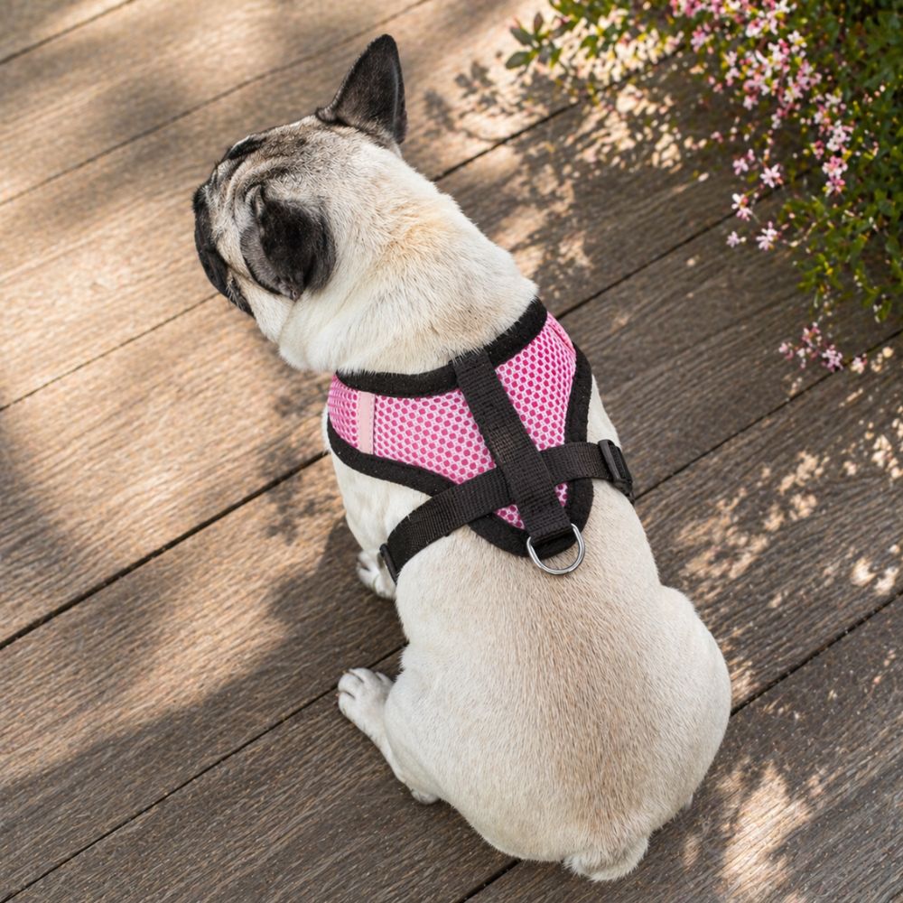 carlin assis portant un harnais chien rose vue du dos sur terrasse bois