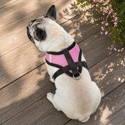 carlin assis portant un harnais chien rose vue du dos sur terrasse bois