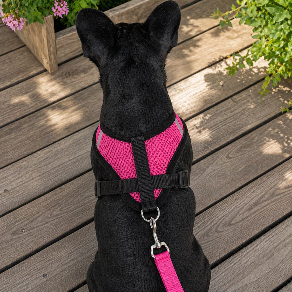 chien noir portant un harnais chien rose vue du dos sur terrasse bois extérieure