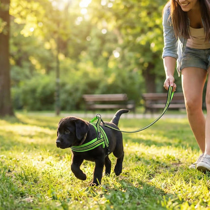harnais chiot porté par un bébé labrador noir lors d’une balade en extérieur avec laisse pour un maintien sécurisé