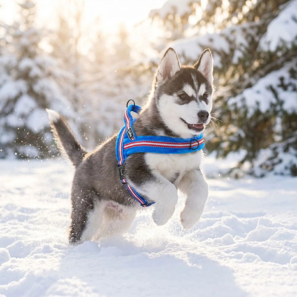 harnais chiot porté par un petit husky dans la neige offrant confort et liberté de mouvement en hiver