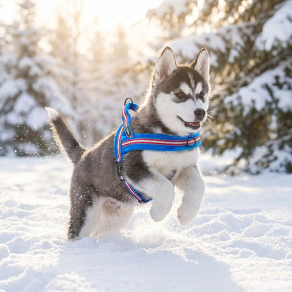 harnais chiot porté par un petit husky dans la neige offrant confort et liberté de mouvement en hiver