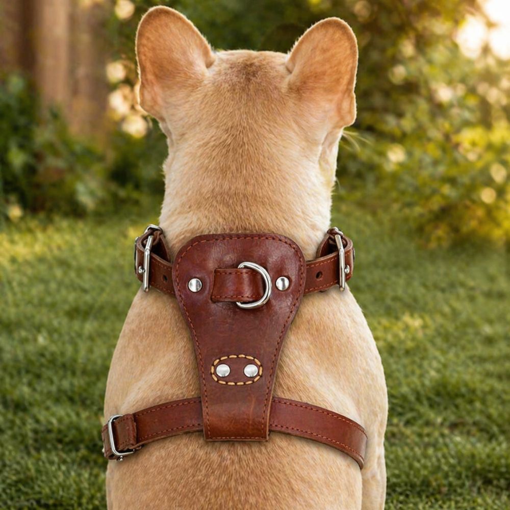 détail harnais cuir chien vu de dos avec attache solide et finition premium sur chien clair