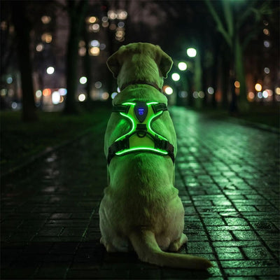 harnais lumineux chien vert porté de nuit pour visibilité maximale lors des sorties nocturnes