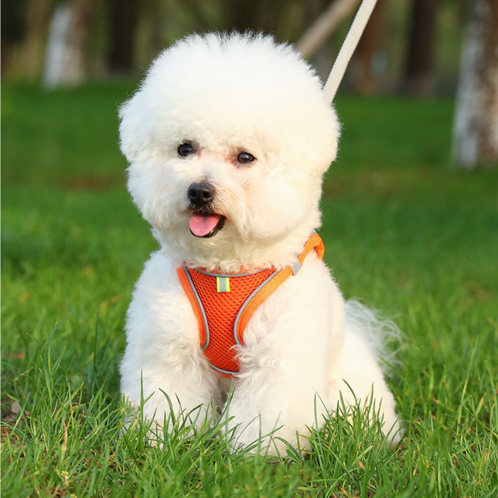 Harnais petit chien orange porté par un chien dans l’herbe lors d’une balade en extérieur