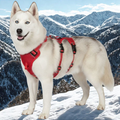Husky équipé d’un harnais pour chiens robuste en montagne enneigée pour une utilisation en conditions extrêmes