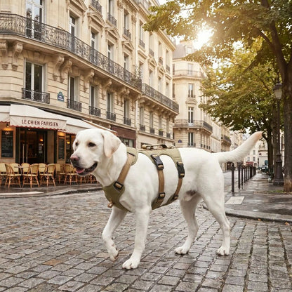 Labrador blanc portant un harnais pour chiens élégant lors d’une balade en ville dans une rue parisienne
