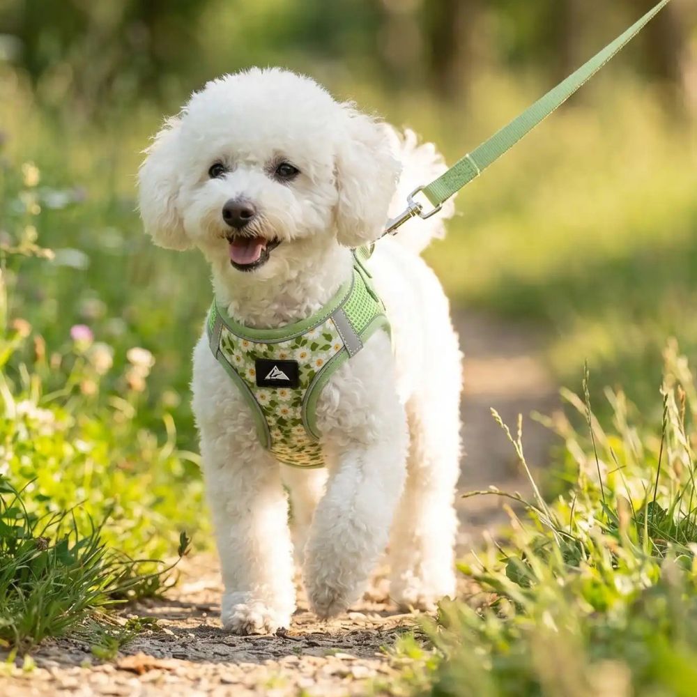 harnais pour petit chien vert avec laisse assortie porté par un bichon lors d’une balade en nature
