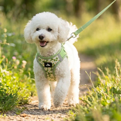 harnais pour petit chien vert avec laisse assortie porté par un bichon lors d’une balade en nature