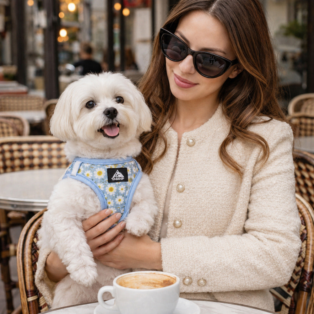 Harnais pour petit chien bleu porté par un bichon, en terrasse de café chic avec femme élégante