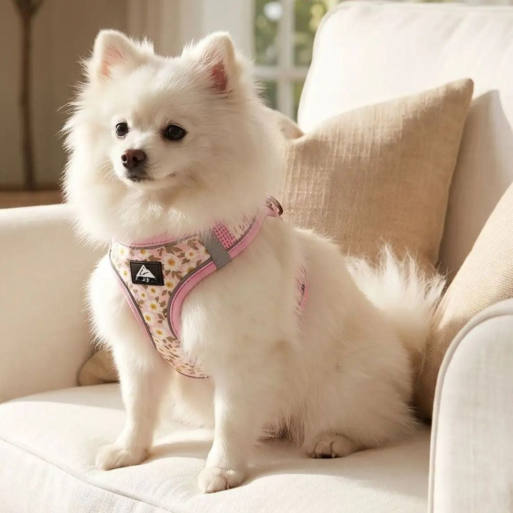 harnais pour petit chien rose motif fleurs porté par un poméranien dans un intérieur lumineux sur fauteuil