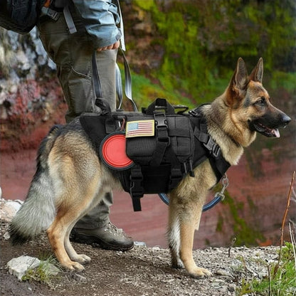 harnais tactique chien porté par un berger allemand en extérieur avec laisse et contrôle renforcé