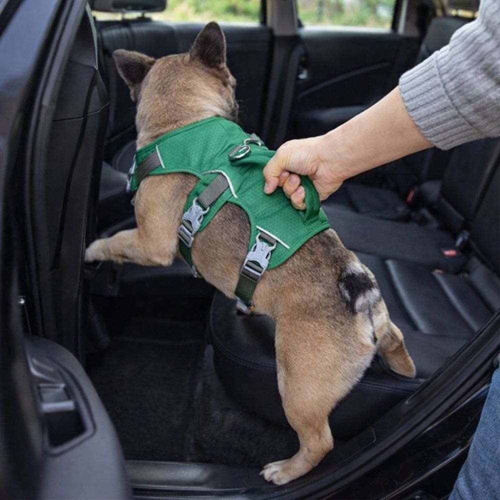 bouledogue aidé par son maître à monter dans la voiture avec un harnais voiture chien pratique avec poignée