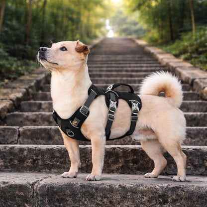 chien portant un harnais voiture chien noir en extérieur sur des escaliers pour balade confortable