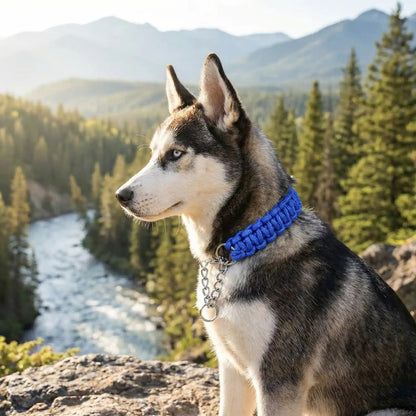Husky portant un collier chien paracorde tressé main avec chaîne métallique, en extérieur face à la nature