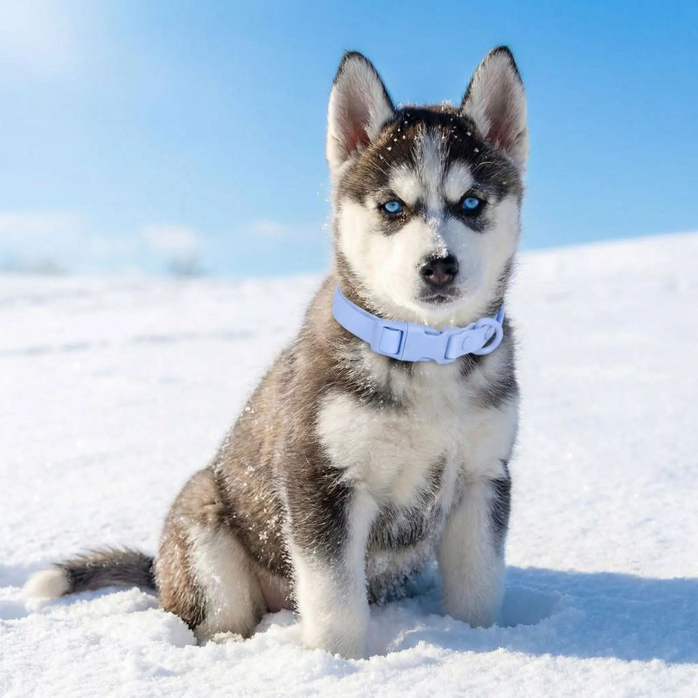 Husky portant un collier chien bleu assis dans la neige sous un soleil d’hiver