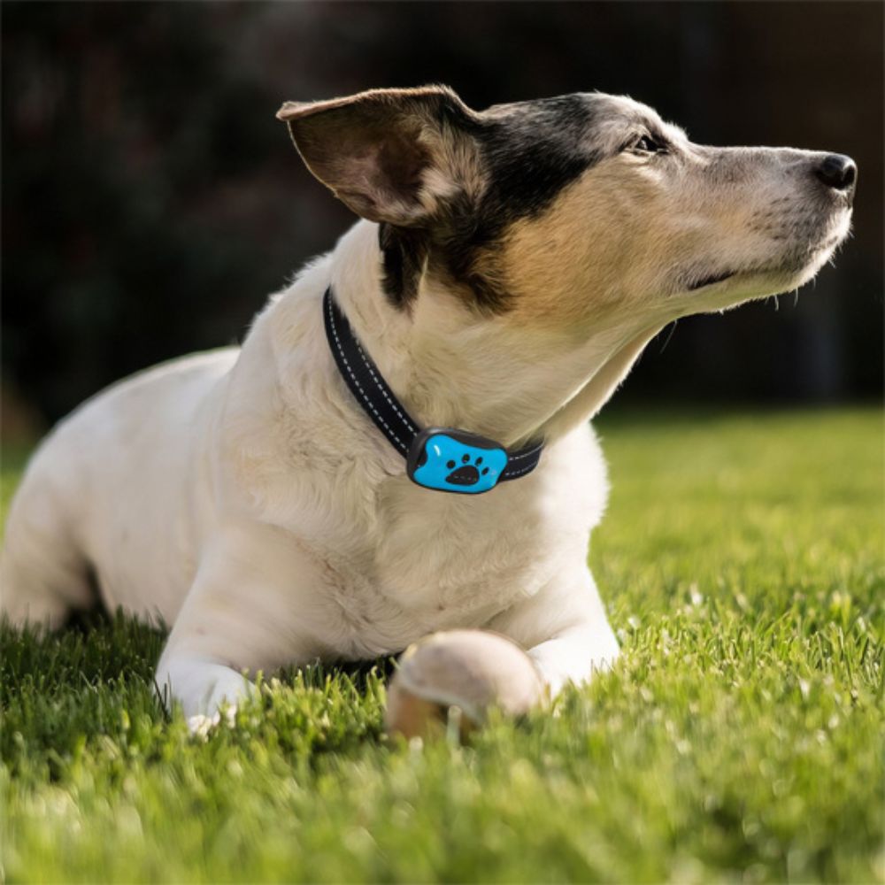 Jack Russell portant un collier anti aboiement chien installé paisiblement sur une pelouse