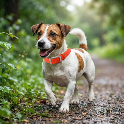 Jack Russell en forêt pluvieuse portant un collier pour chien orange en nylon TPU imperméable