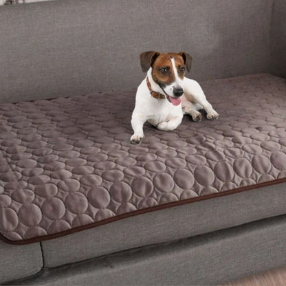 Jack Russell installé confortablement sur un canapé avec tapis rafraichissant pour chien