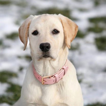 Labrador portant un collier chien rose bonbon au style doux et élégant, regard droit