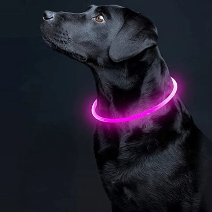 Labrador noir portant un collier lumineux pour chien rose, visible dans l’obscurité