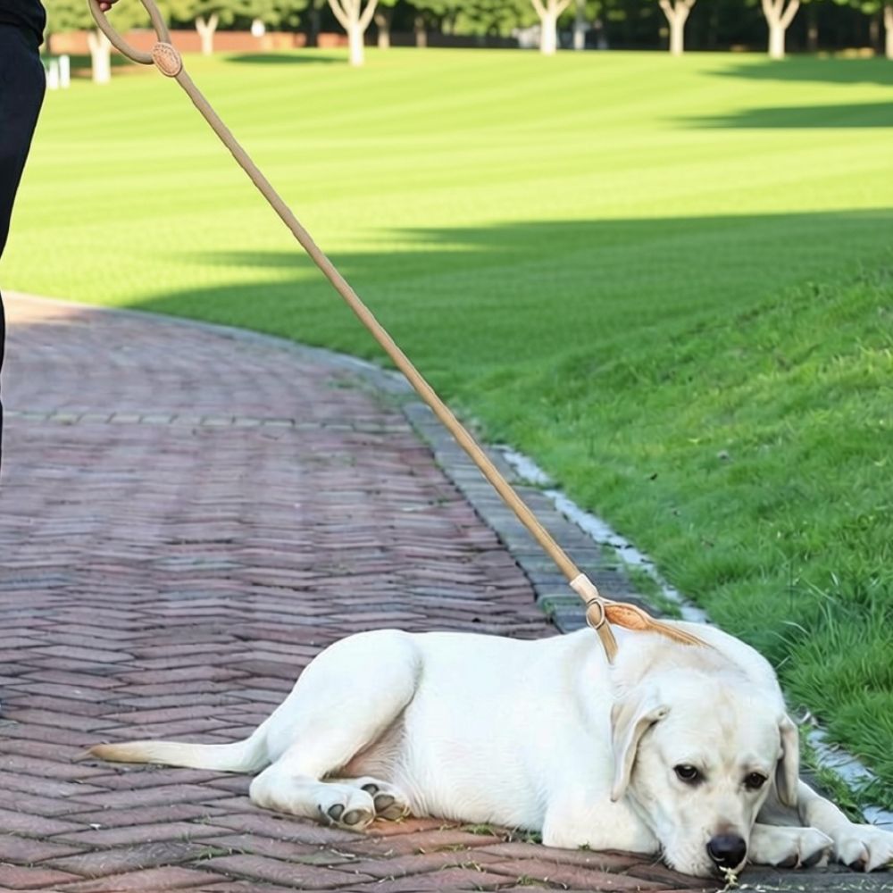 Labrador couché avec une laisse chien corde kaki dans un parc