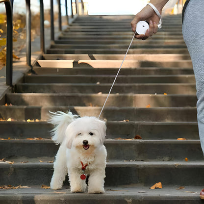 bichon descendant des marches avec laisse chien enrouleur fine et facile à utiliser