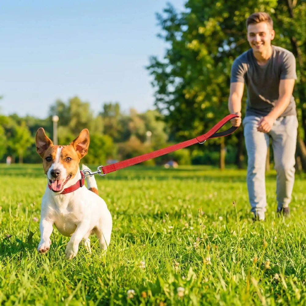 jack russell courant dans l’herbe avec laisse chien rouge longue tenue par son maître au parc