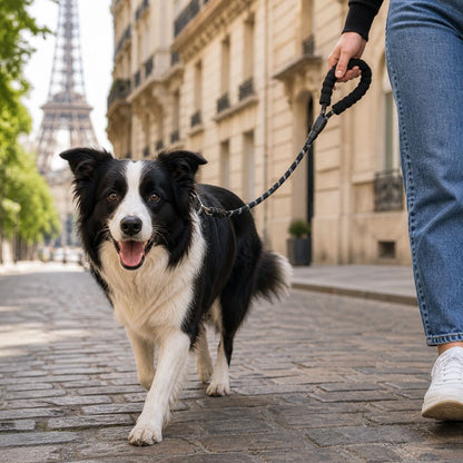 laisse de chien utilisée avec un border collie en promenade dans une rue parisienne