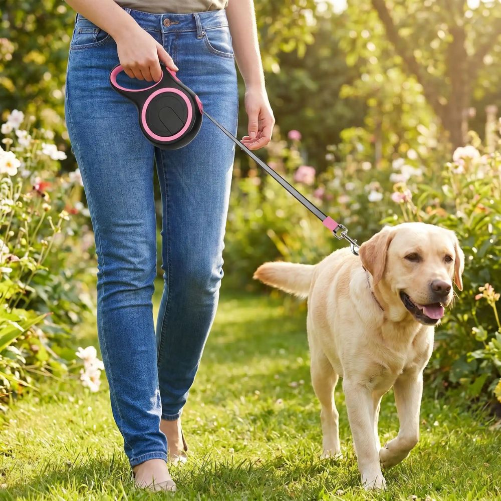 labrador en promenade avec une laisse enrouleur pour gros chien rose dans un jardin ensoleillé