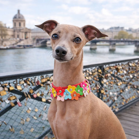 Lévrier portant un collier chien original rouge assis sur le Pont des Arts à Paris