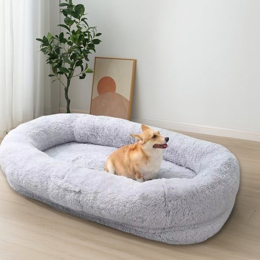 Shiba assis dans lit pour chien xxl, dans la chambre
