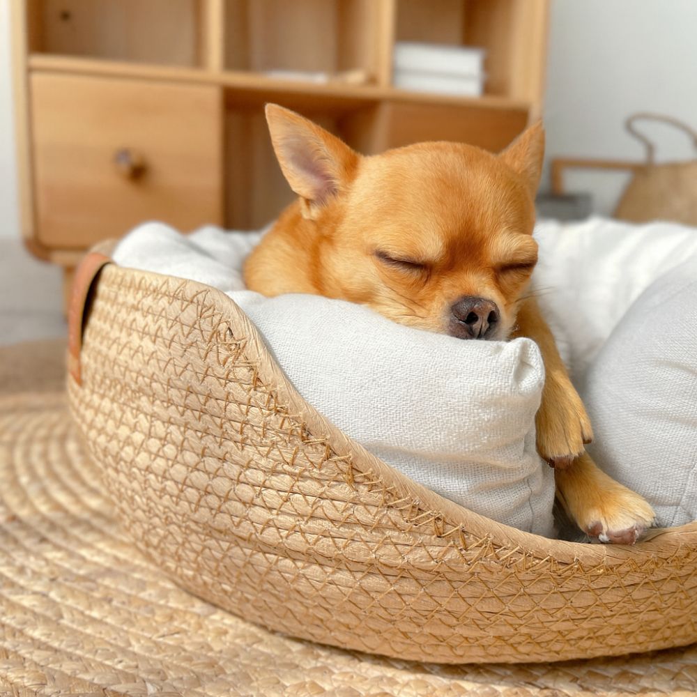 Chihuahua endormi profondément dans son panier en osier pour chien naturel, gros plan