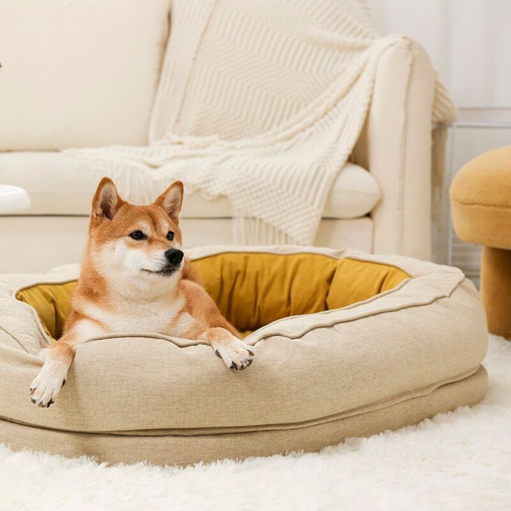 Shiba assis dans un panier orthopédique chien avec intérieur jaune ocre et matelas soutien articulaire