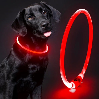 Collier lumineux pour chien rouge porté par un labrador, avec le produit présenté à côté