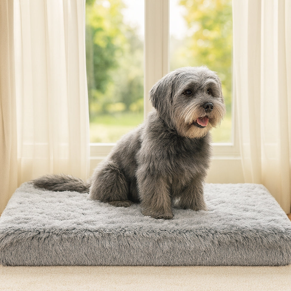 Chien gris assis sur son matelas pour chien à mémoire de forme, une fenêtre en arrière-plan