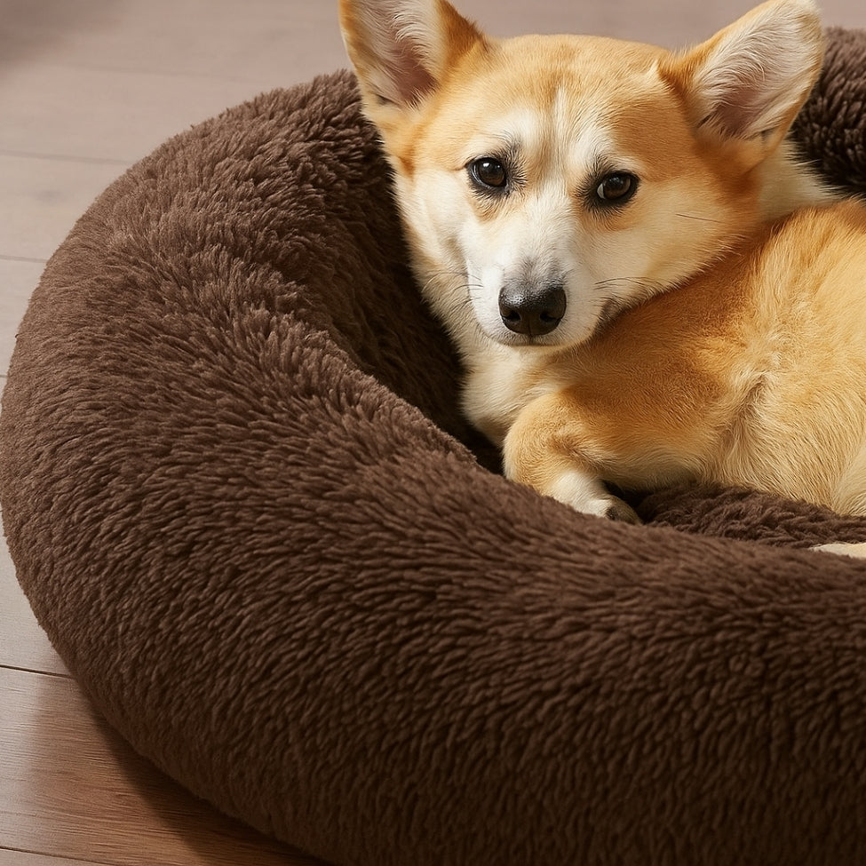 repos-de-toutou-dans-coussin-pour-chien