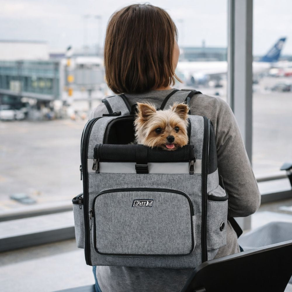 Mini Yorkshire transporté dans un sac à dos pour chien pratique lors d’un voyage à l’aéroport