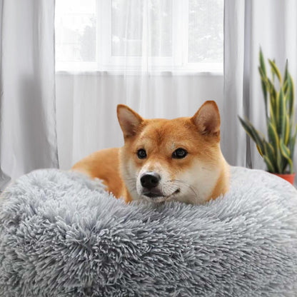 Shiba Inu observe son environnement depuis un coussin pour chien design