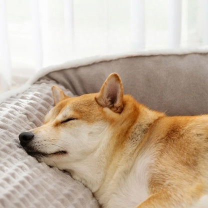 Tête posée sur le bord épais du lit pour chien, détente totale