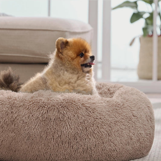spitz-curieux-occupe-son-coussin-chien