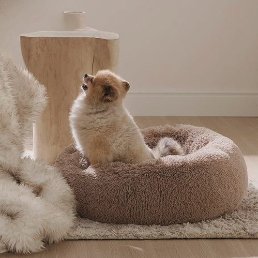 Spitz qui lève la tête depuis son coussin chien douillet et rassurant
