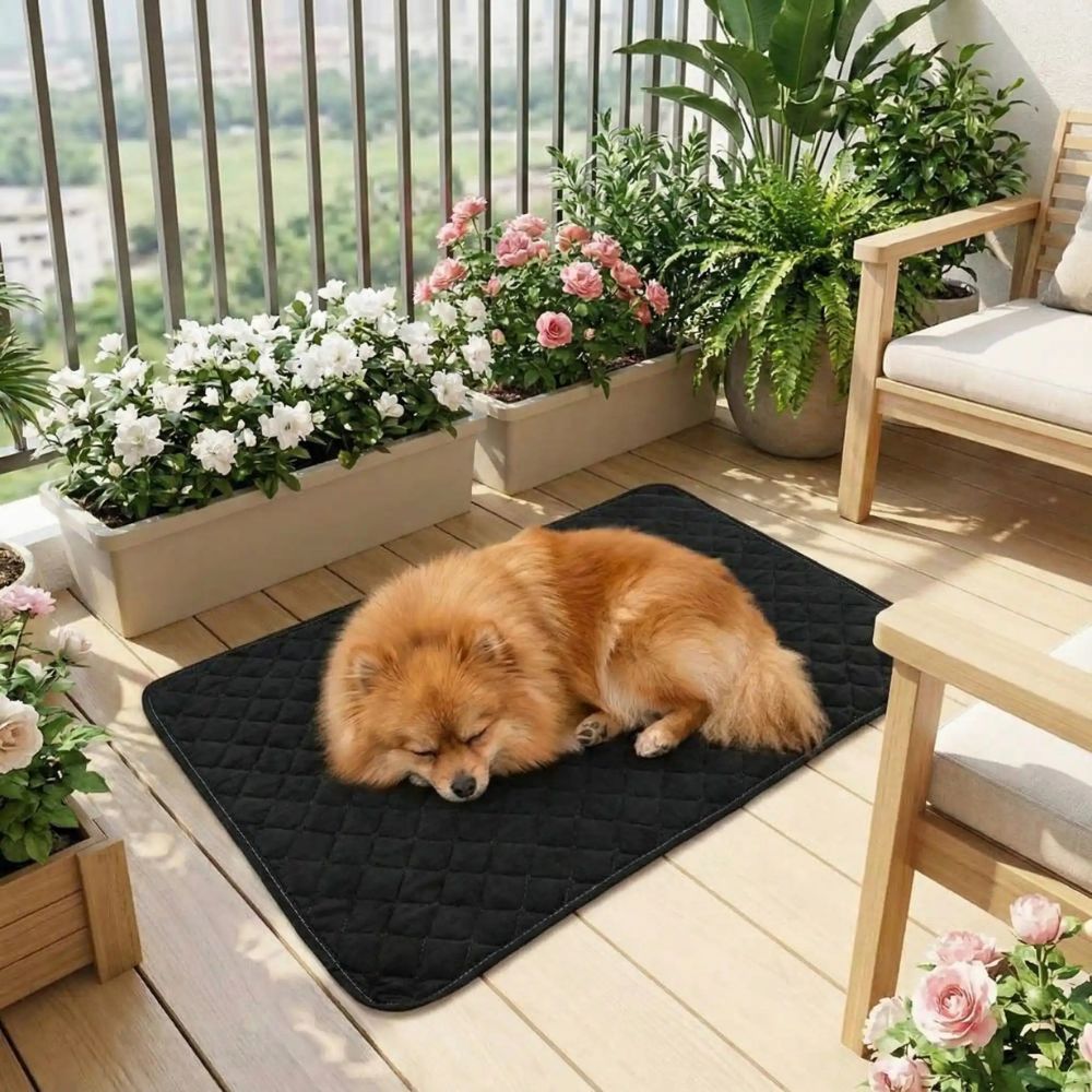 Petit spitz installé sur un tapis chien lavable noir, sur un balcon fleuri
