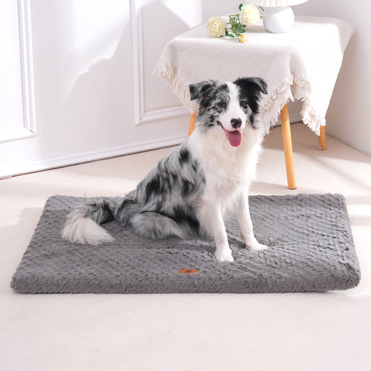Berger australien assis dans le salon sur un tapis chien