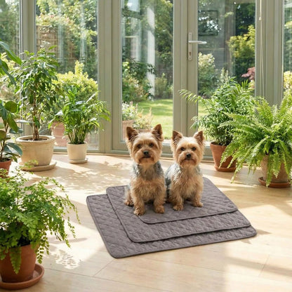 Deux yorkshires assis sur trois tailles d'un tapis chien lavable beige, installés dans une véranda