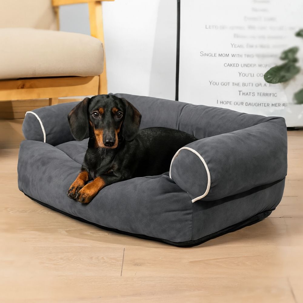 Teckel allongé sur un canapé chien à surface douce et moelleuse