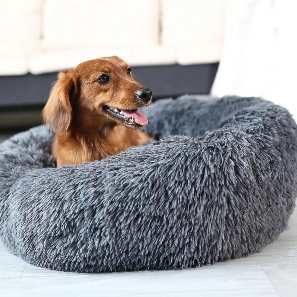 teckel-installe-dans-son-coussin-pour-chien