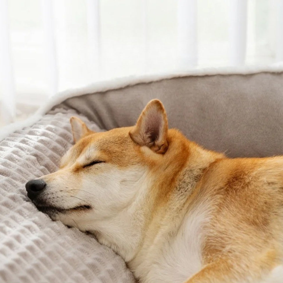 Chien détendu, sa tete posee sur le bord épais du lit pour chien 