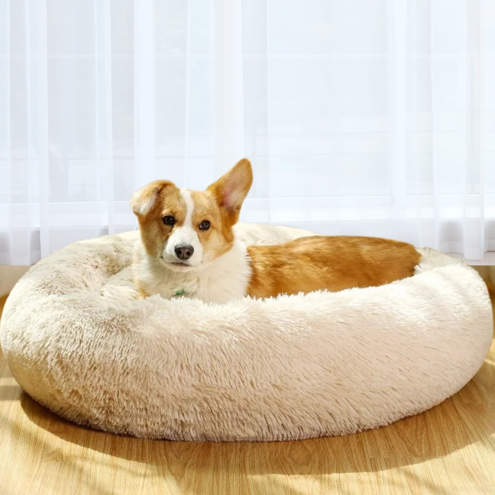toutou-en-securite-dans-coussin-chien
